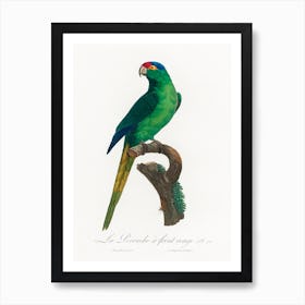 The Red Crowned Parakeet From Natural History Of Parrots, Francois Levaillant Art Print