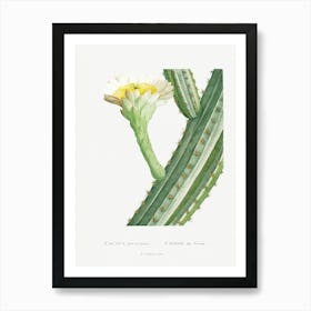 Cactus Peruvianus, Pierre Joseph Redoute Art Print