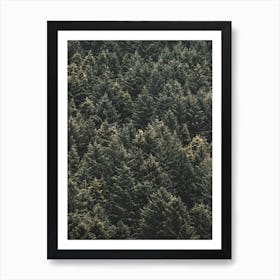 Thick Pine Forest Art Print