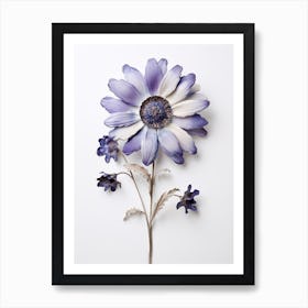 Pressed Flower Botanical Art Cineraria Art Print