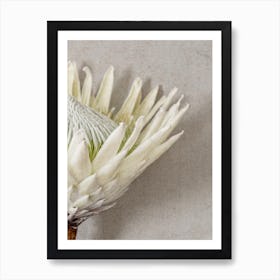 Protea Flower Art Print