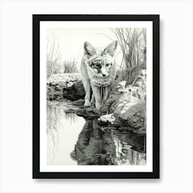 Bengal Fox Reflection Pencil Drawing 2 Art Print