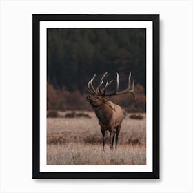 Western Bull Elk Art Print