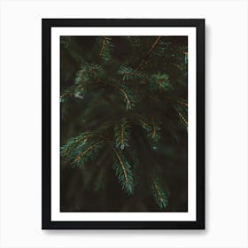 Pine Tree Details Art Print