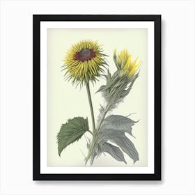 Elecampane Herb Pencil Colour Art Print