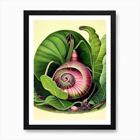 Japanese Trapdoor Snail  Botanical Art Print