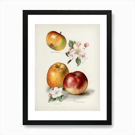 Apple Blossoms 6 Art Print