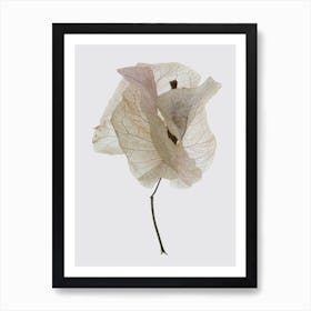 Bougainvillea Study 01 Art Print