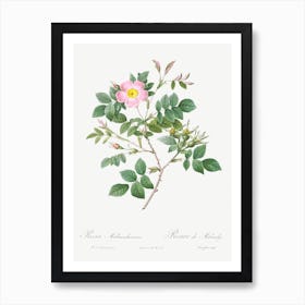 Malmedy Rose, Pierre Joseph Redoute Art Print