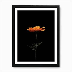 Single Orange Flower 2 Art Print