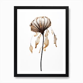 Dry Sea Shell Flower Art Print