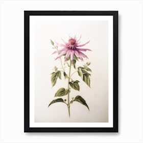 Pressed Flower Botanical Art Bee Balm 2 Art Print