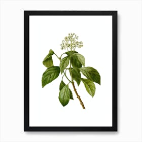 Vintage Climbing Hydrangea Botanical Illustration on Pure White n.0371 Art Print