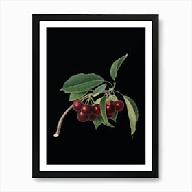 Vintage Cherry Botanical Illustration on Solid Black n.0620 Art Print
