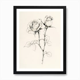 English Rose Black And White Line Drawing 13 Art Print
