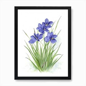 Blue Eyed Grass Wildflower Watercolour 2 Art Print