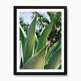 Green Agave plant // Ibiza Nature & Travel Photography Art Print