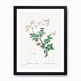 Crassula Cordata, Pierre Joseph Redoute Art Print