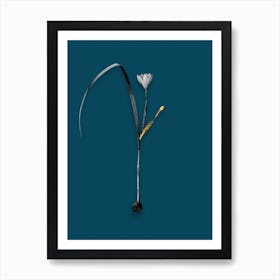 Vintage Cape Tulip Black and White Gold Leaf Floral Art on Teal Blue n.0216 Art Print