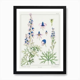 Aconite From The Plant And Its Ornamental Applications (1896), Maurice Pillard Verneuil Art Print