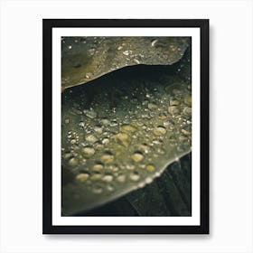 Water Droplet On Leaf Affiche