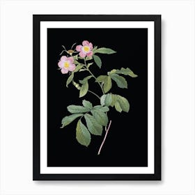 Vintage Pink Alpine Roses Botanical Illustration on Solid Black n.0694 Art Print