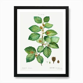 European Beech, Pierre Joseph Redoute Art Print