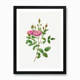 Rosa Pomponiana Muscosa, Pierre Joseph Redoute Art Print