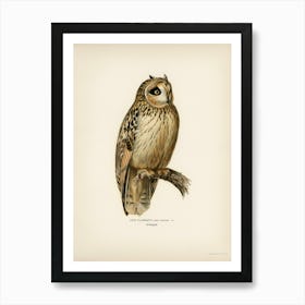 Short Eared Owl (Asio Flammeus), The Von Wright Brothers Art Print