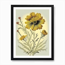 Coreopsis Wildflower Vintage Botanical 2 Art Print