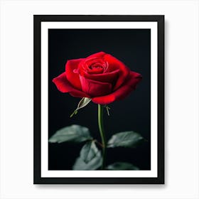 Red Rose On Black Background 5 Art Print