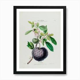 Sapote Fruit Art Print