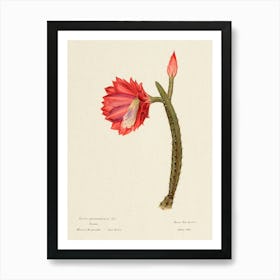 The Sun Cactus, Familie Der Cacteen Art Print