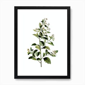 Vintage Eastern Baccharis Botanical Illustration on Pure White n.0273 Art Print