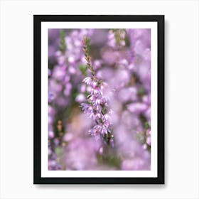 Pastel purple heather flowers - floral summer nature and travel photography by Christa Stroo photography. Art Print