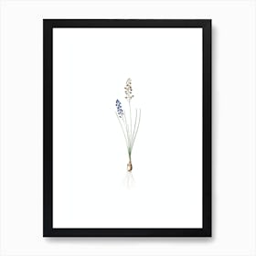 Vintage Autumn Squill Botanical Illustration on Pure White n.0852 Art Print