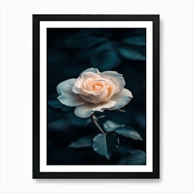 White Rose Art Print