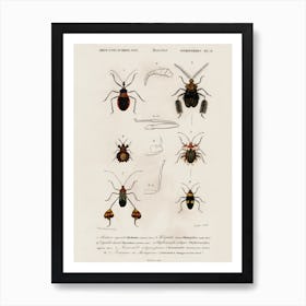 Different Types Of Insects, Charles Dessalines D'Orbigny 4 Art Print