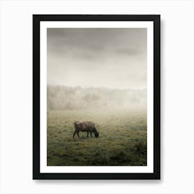 A Black Cow Grazes In A Field In The Fog. Affiche