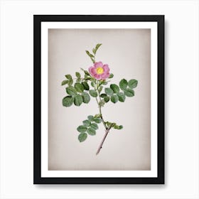 Vintage Pink Sweetbriar Rose Botanical on Parchment Art Print