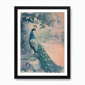 Vintage Peacock By The Water Cyanotype Inspired  1 Art Print