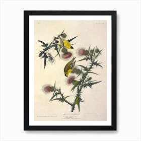 American Goldfinch, John James Audubon Art Print