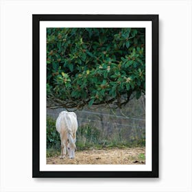 White Horse Grazing 20211231 66ppub Art Print