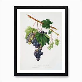 Grape From Ischia (Viti Vinifera Vegetatione Insana) From Pomona Italiana, Giorgio Gallesio Art Print