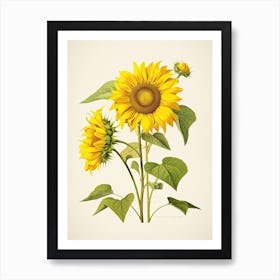Sunflowers Flower Vintage Botanical 3 Art Print