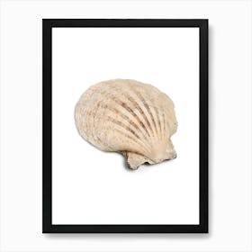 Colored seashells. Seashells. Summer. 9 Art Print