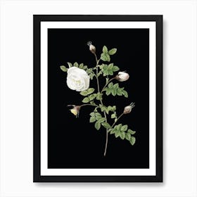Vintage Silver Flowered Hispid Rose Botanical Illustration on Solid Black Art Print