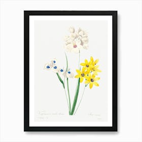 Corn Lily, Pierre Joseph Redoute Art Print