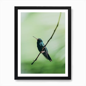 Hummingbird In Honduras Art Print