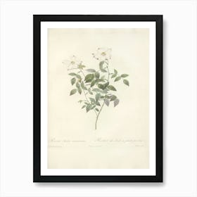 Rose Illustration, Pierre Joseph Redoute (65) Art Print